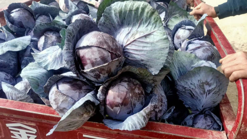 陕西精品蔬菜上市了，价格合适