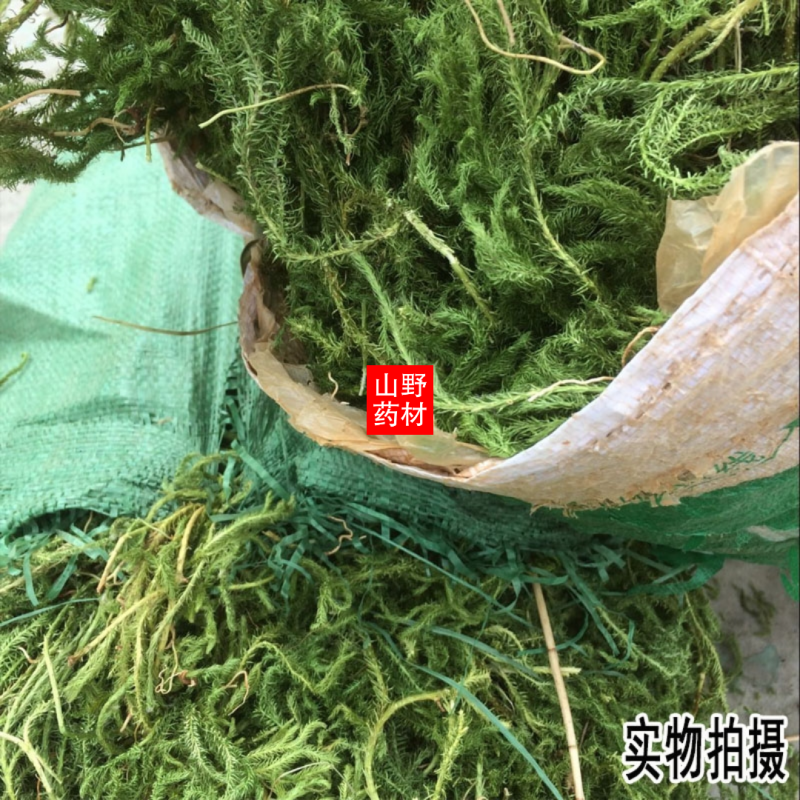 云南野生中药材伸筋草筋骨草舒筋草石松狮子500g