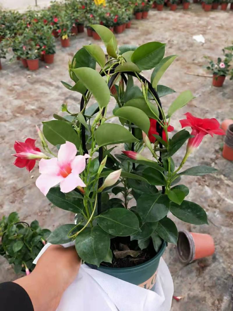 飘香藤/基地直发/规格多样/色泽鲜艳/颜色多大量出货欢迎