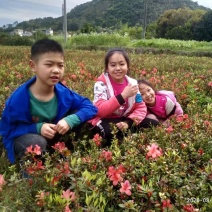 映山红苗，映山红小苗，映山红杯苗，广西映山红。