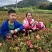 映山红苗，映山红小苗，映山红杯苗，广西映山红。