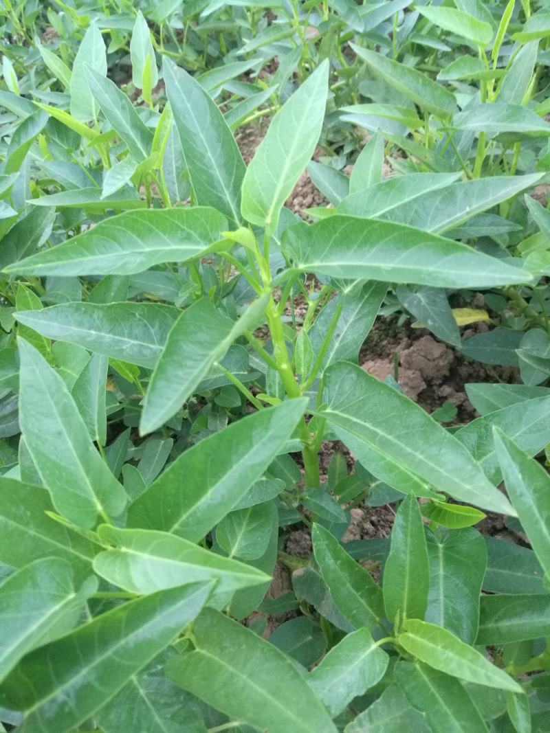 自家种空心菜是在土里长的不是水里的味道清脆