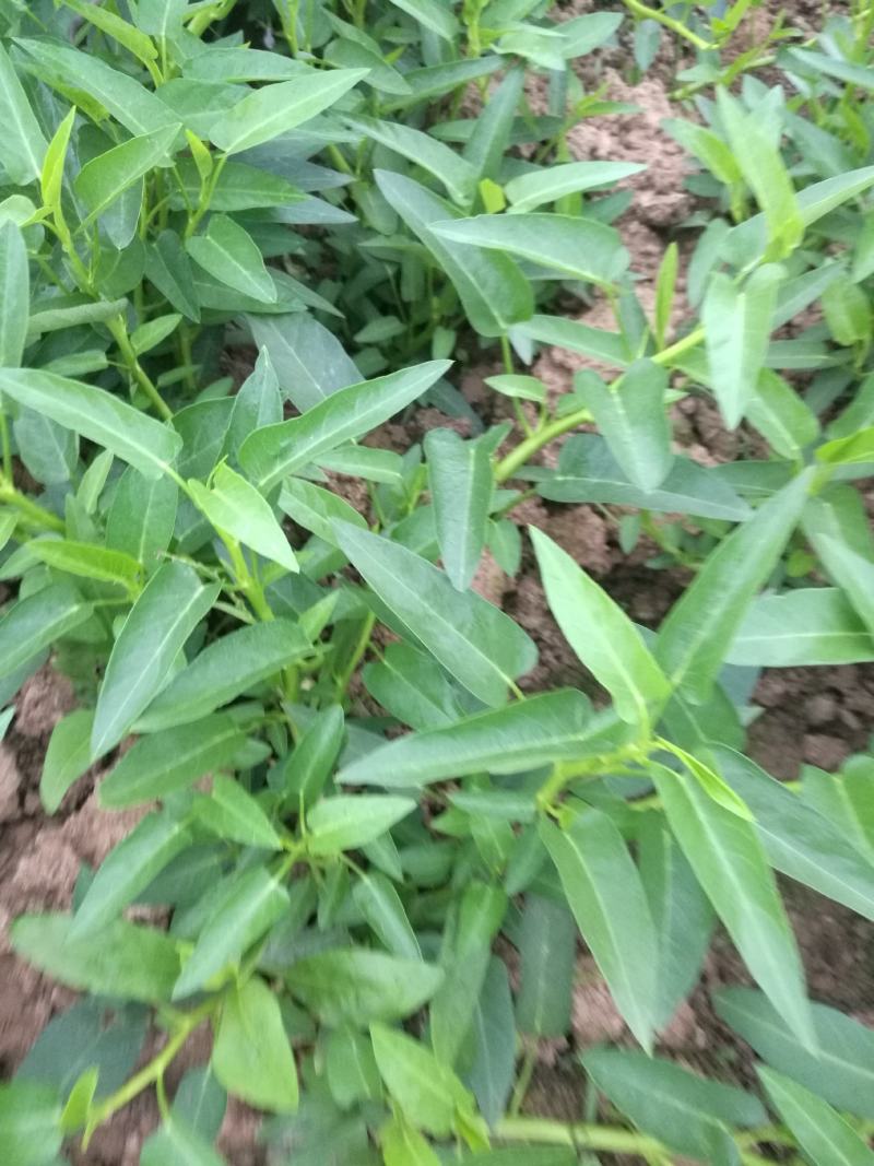 自家种空心菜是在土里长的不是水里的味道清脆