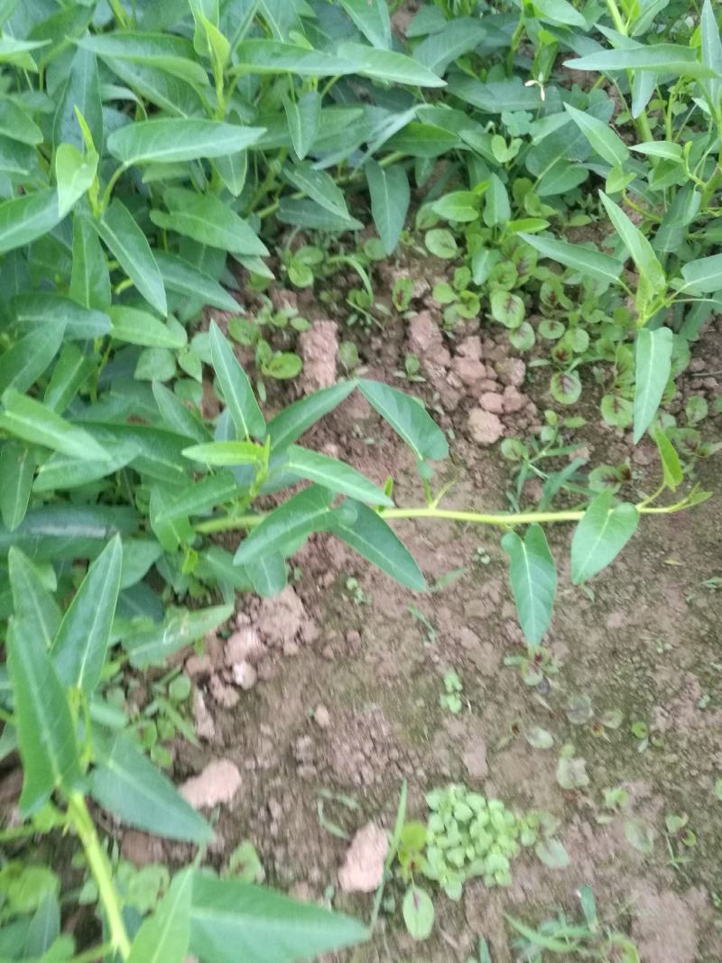 自家种空心菜是在土里长的不是水里的味道清脆