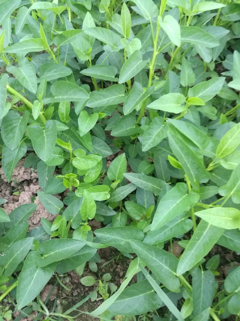 自家种空心菜是在土里长的不是水里的味道清脆