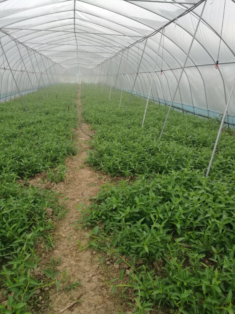 自家种空心菜是在土里长的不是水里的味道清脆