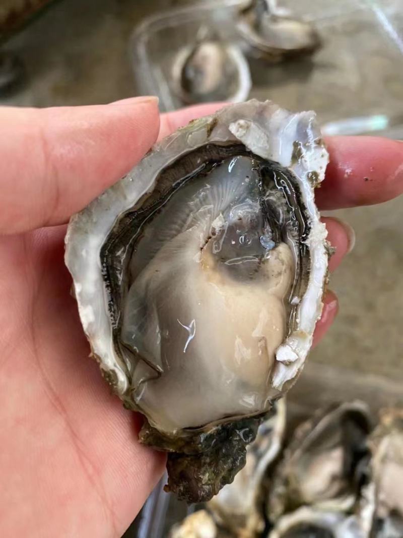 讲州生耗肉牡蛎肉海蛎子诏安牡蛎肉便宜