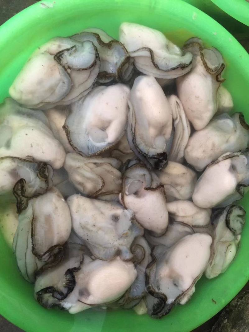 讲州生耗肉牡蛎肉海蛎子诏安牡蛎肉便宜