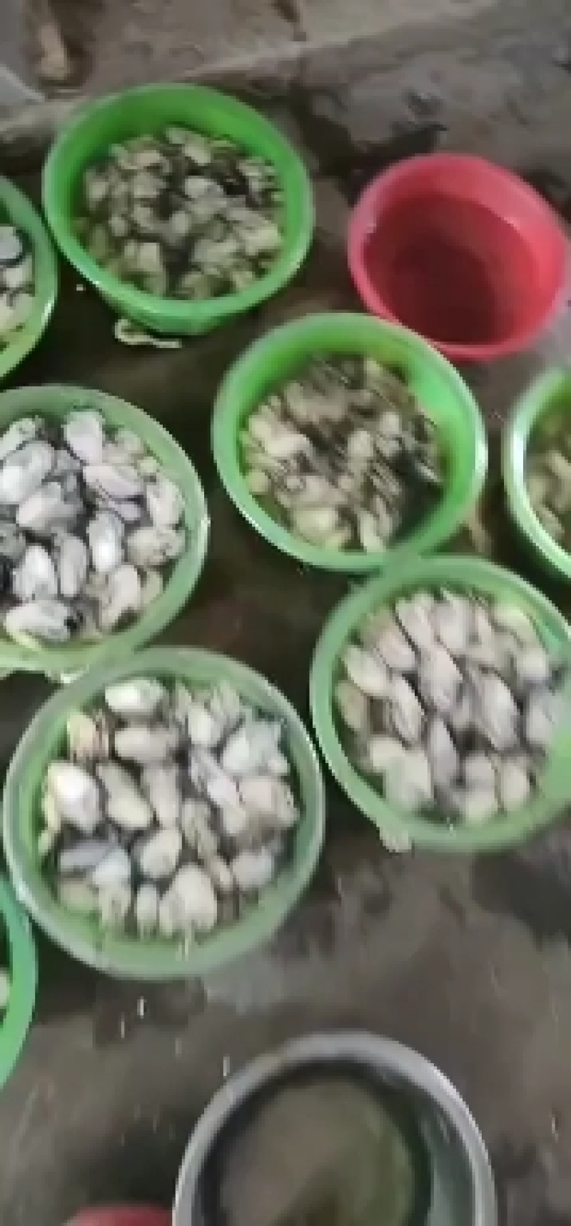 讲州生耗肉牡蛎肉海蛎子诏安牡蛎肉便宜