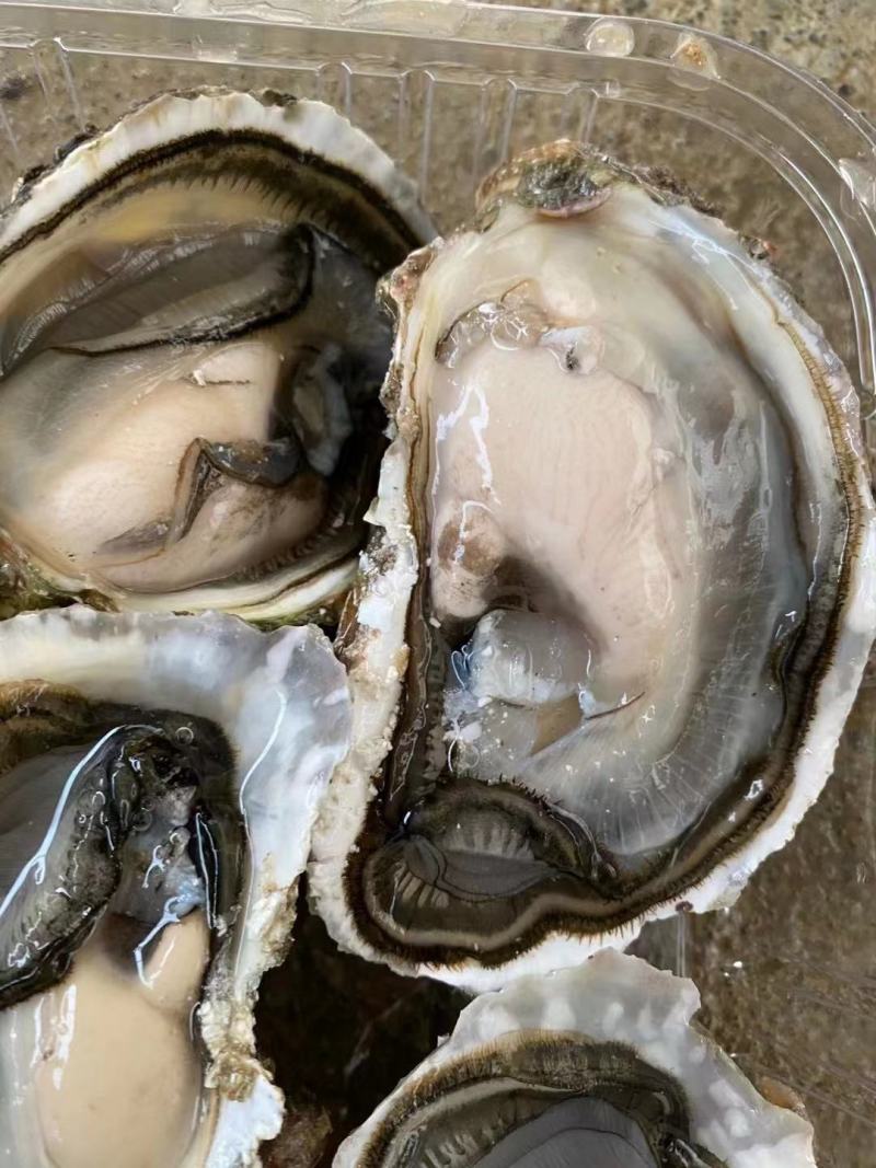讲州生耗肉牡蛎肉海蛎子诏安牡蛎肉便宜