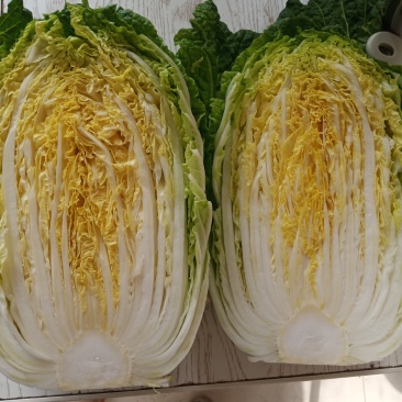 平度地区新鲜黄心大白菜袋装毛菜大量有货价低菜鲜量大