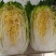 平度地区新鲜黄心大白菜袋装毛菜大量有货价低菜鲜量大