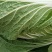 平度地区新鲜黄心大白菜袋装毛菜大量有货价低菜鲜量大