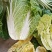平度地区新鲜黄心大白菜袋装毛菜大量有货价低菜鲜量大