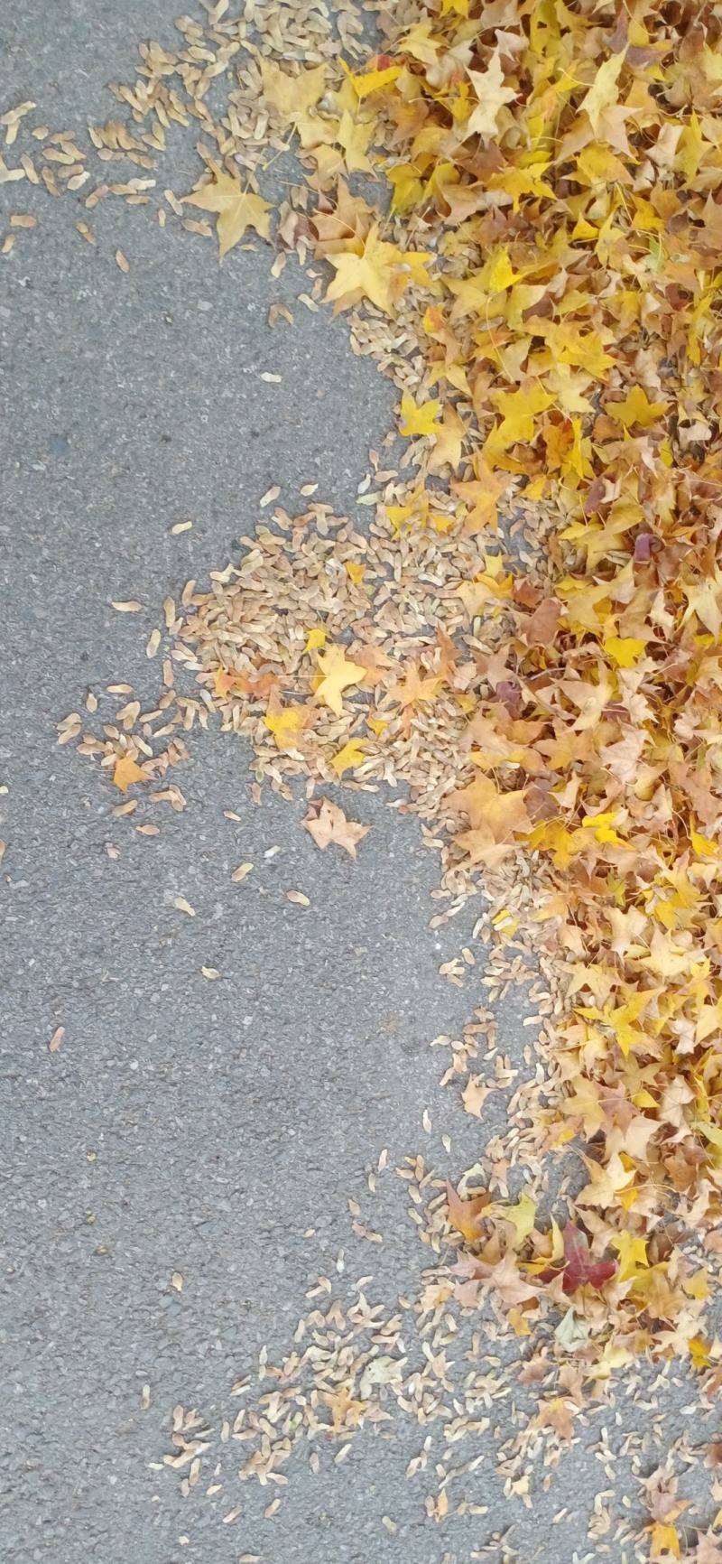 园林绿化，林木种秄