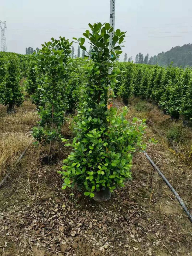 火山榕/金钱榕基地批发