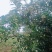 石门蜜橘，皮薄，无核，果型好，水份足，糖度15左右