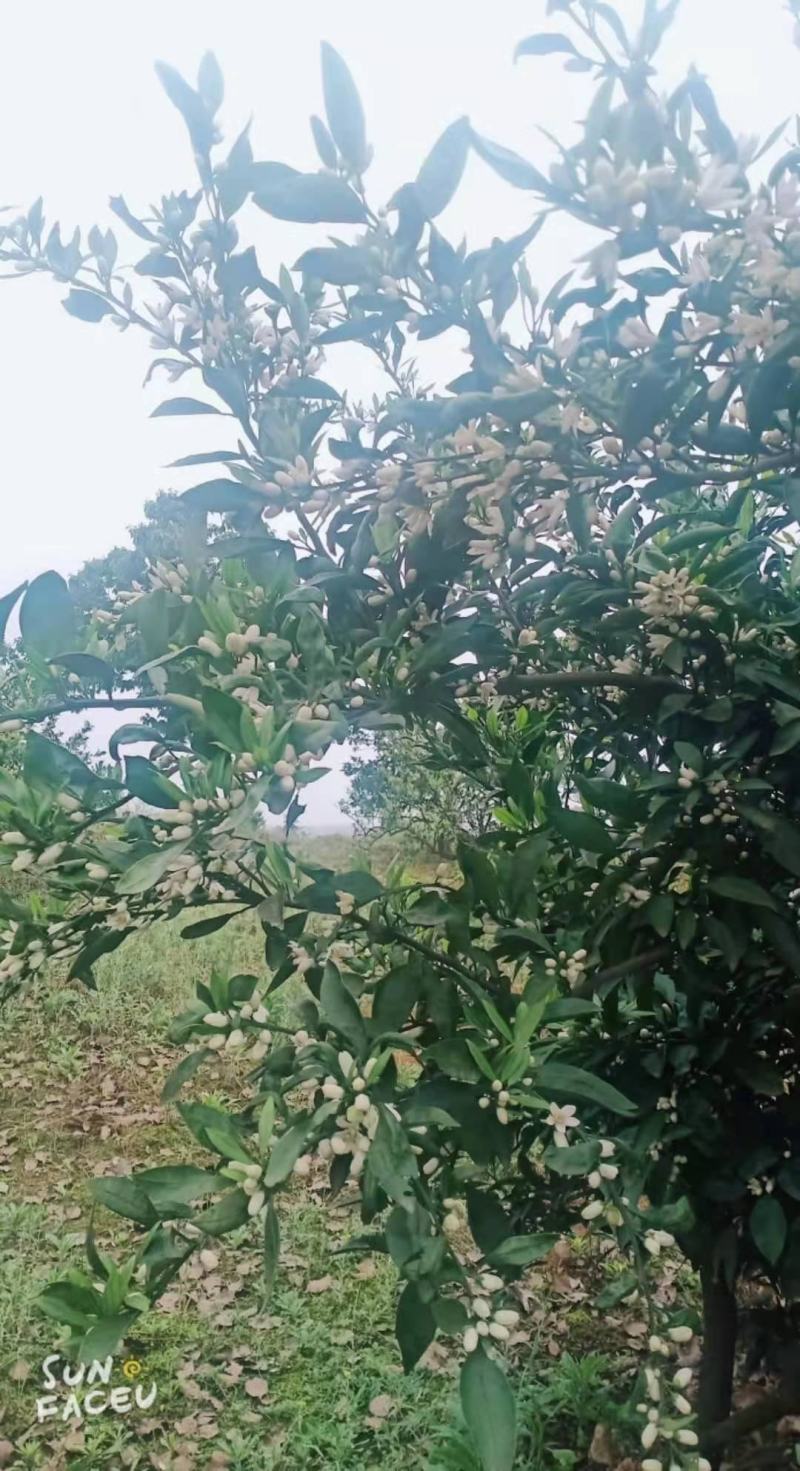 石门蜜橘，皮薄，无核，果型好，水份足，糖度15左右