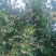 石门蜜橘，皮薄，无核，果型好，水份足，糖度15左右