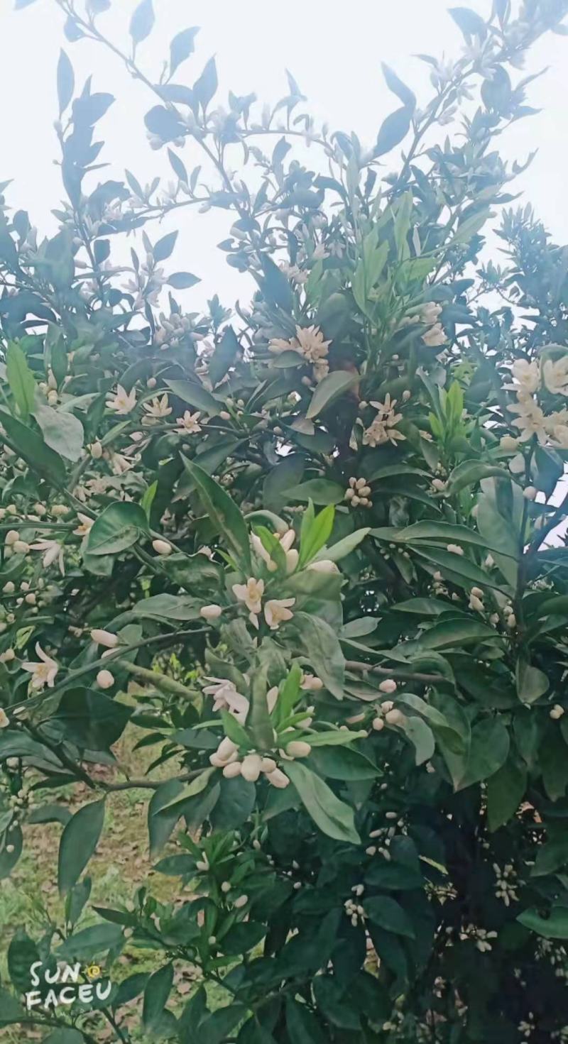 石门蜜橘，皮薄，无核，果型好，水份足，糖度15左右