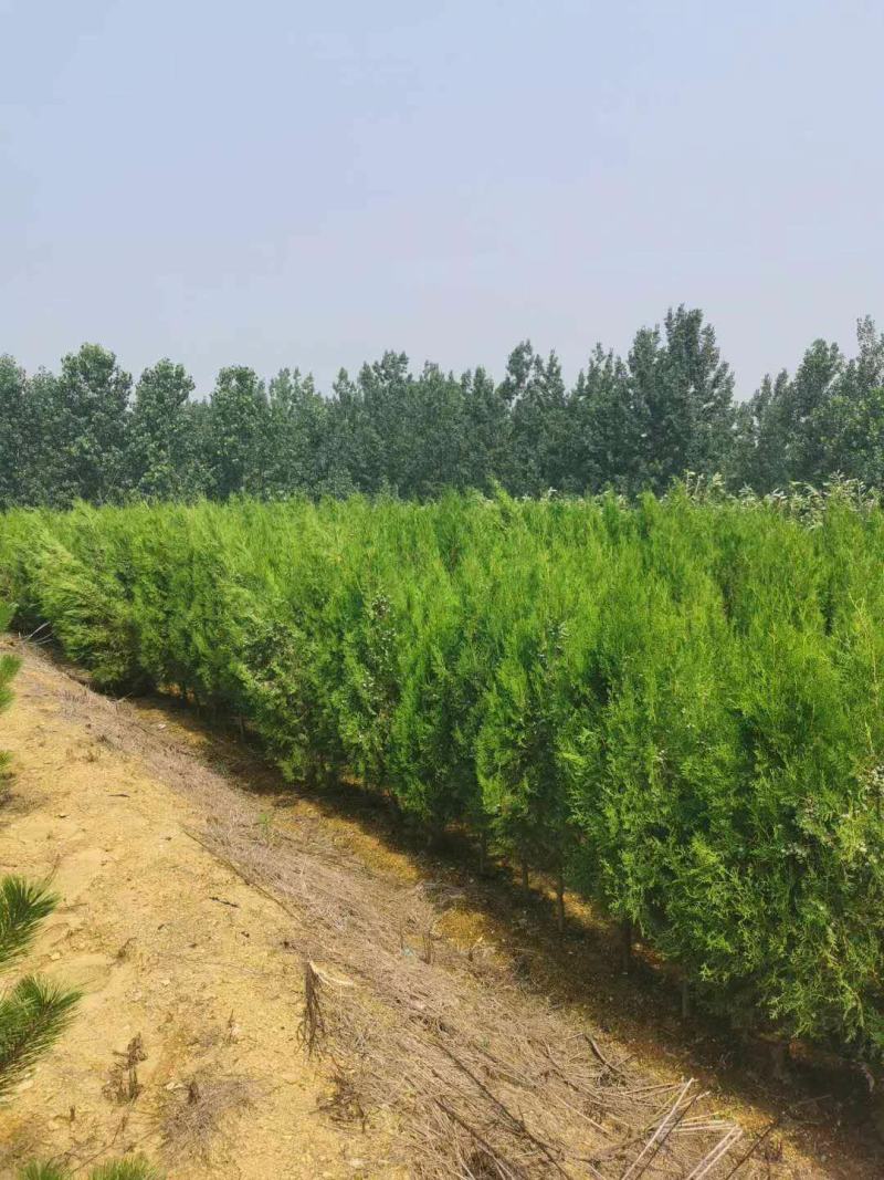 侧柏苗侧柏树侧柏价格土球苗营养杯大量供应诚信