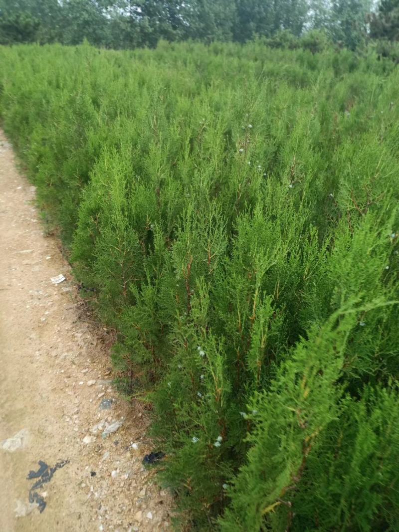 侧柏苗侧柏树侧柏价格土球苗营养杯大量供应诚信