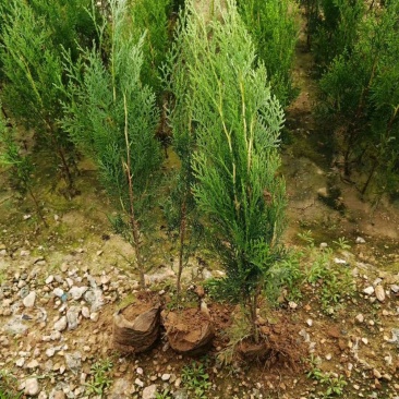 侧柏苗侧柏树侧柏价格土球苗营养杯大量供应诚信