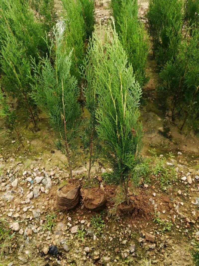侧柏苗侧柏树侧柏价格土球苗营养杯大量供应诚信