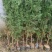 侧柏苗侧柏树侧柏价格土球苗营养杯大量供应诚信