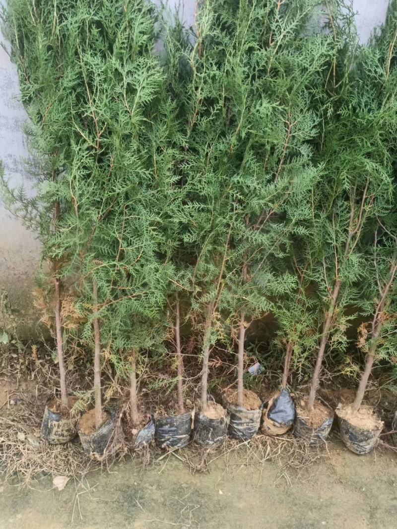 侧柏苗侧柏树侧柏价格土球苗营养杯大量供应诚信