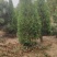 侧柏苗侧柏树侧柏价格土球苗营养杯大量供应诚信