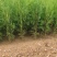 侧柏苗侧柏树侧柏价格土球苗营养杯大量供应诚信