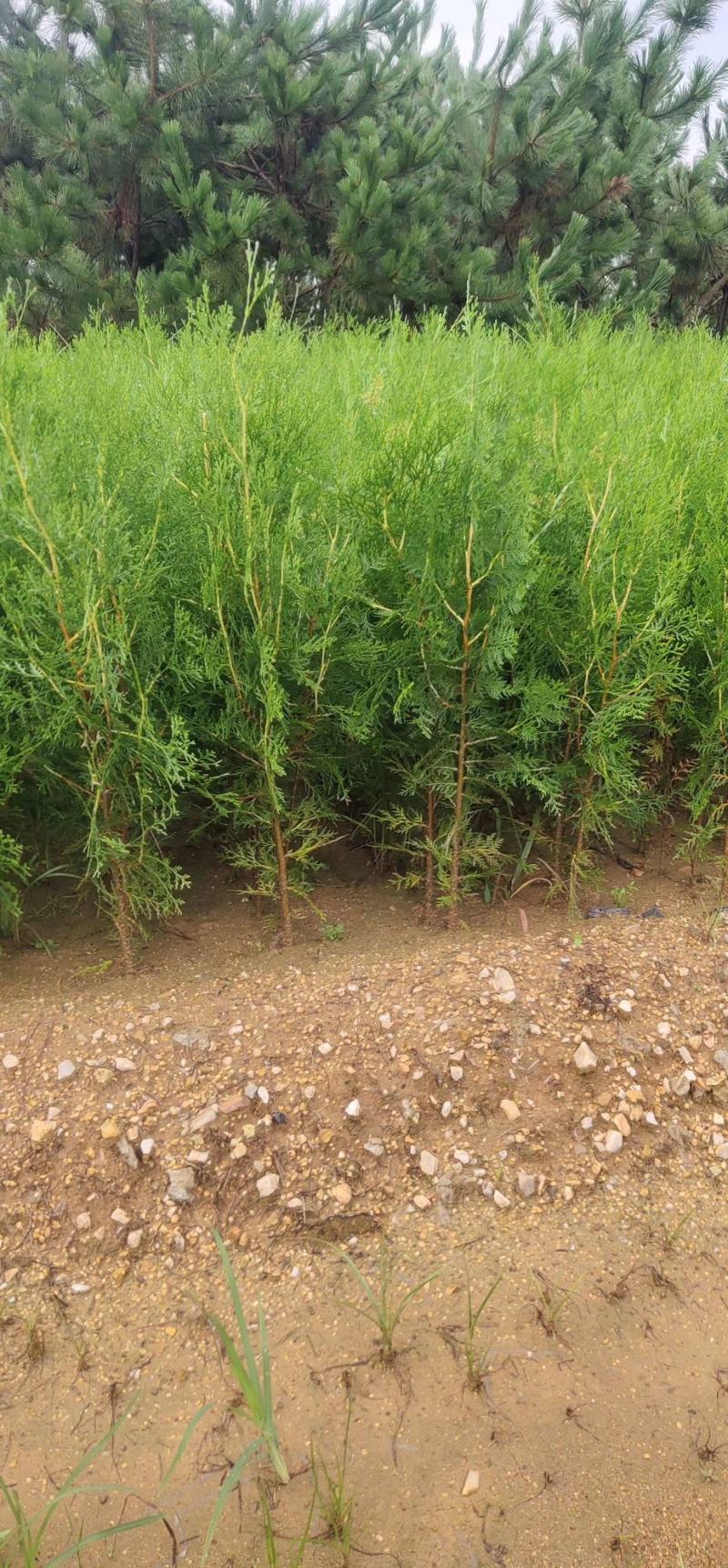 侧柏苗侧柏树侧柏价格土球苗营养杯大量供应诚信