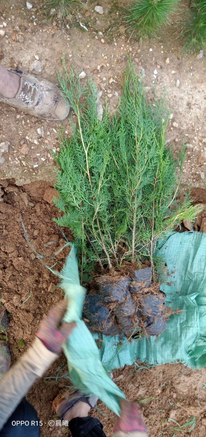 侧柏苗侧柏树侧柏价格土球苗营养杯大量供应诚信