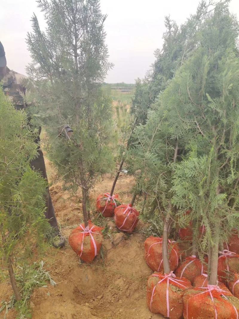 侧柏苗侧柏树侧柏价格土球苗营养杯大量供应诚信