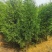 侧柏苗侧柏树侧柏价格土球苗营养杯大量供应诚信
