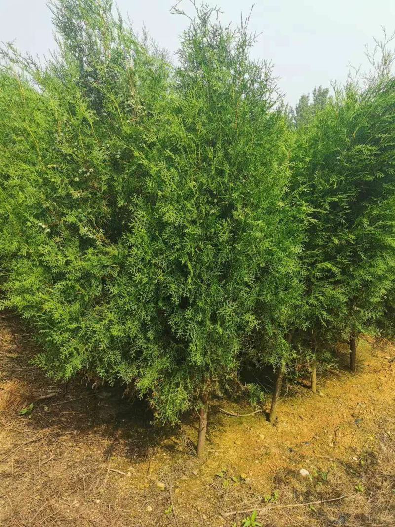 侧柏苗侧柏树侧柏价格土球苗营养杯大量供应诚信