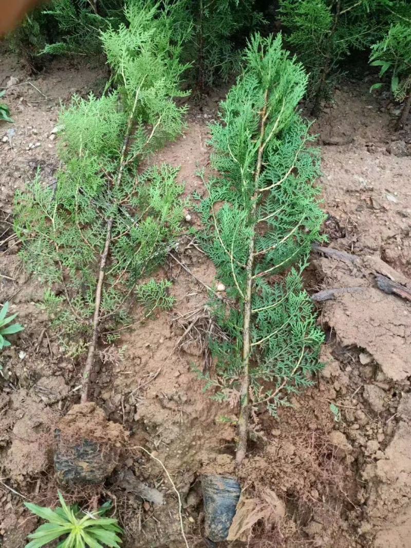 侧柏苗侧柏树侧柏价格土球苗营养杯大量供应诚信