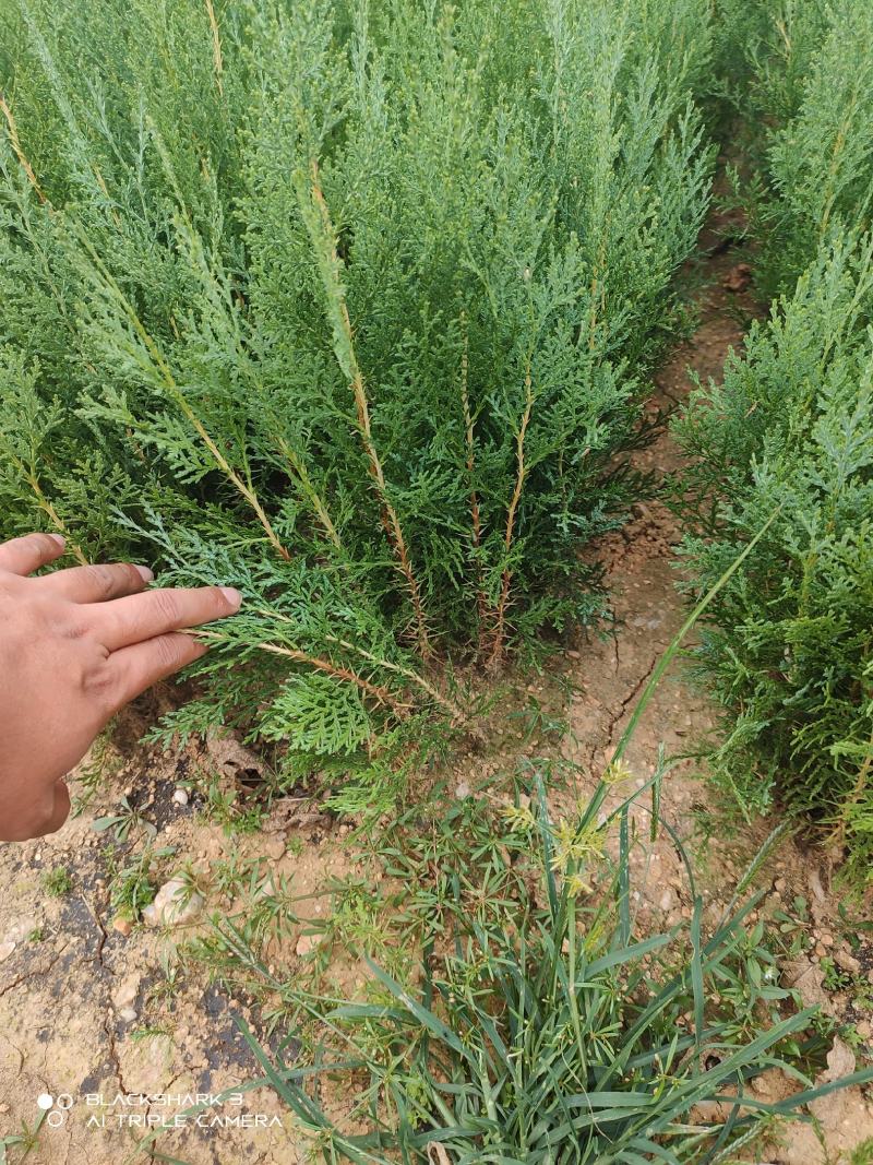 侧柏苗侧柏树侧柏价格土球苗营养杯大量供应诚信