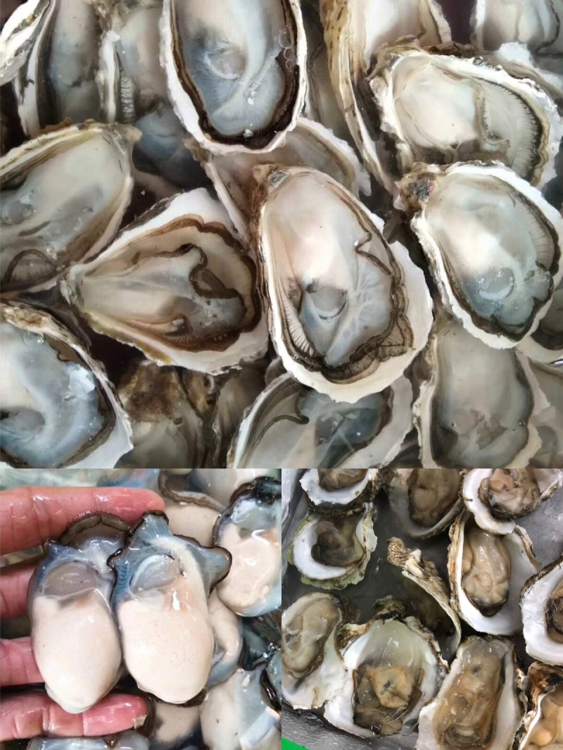 全壳生蚝/半壳生蚝/烧烤蚝广东生蚝肉质鲜嫩产地走货