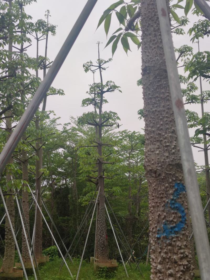木棉欢迎来现场看货《保障质量》《薄利多销》提供服务
