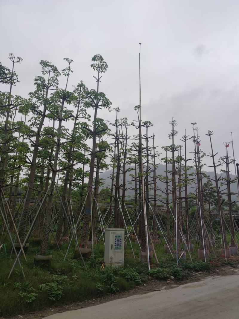 木棉欢迎来现场看货《保障质量》《薄利多销》提供服务