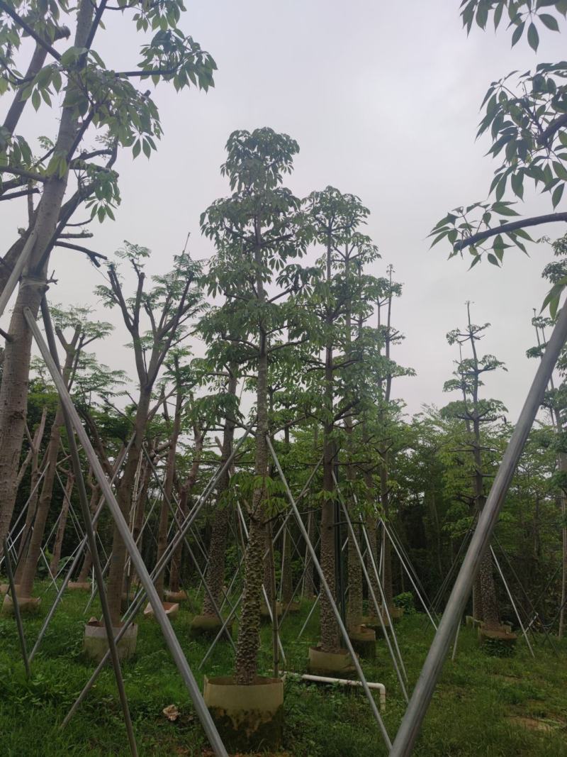 木棉欢迎来现场看货《保障质量》《薄利多销》提供服务