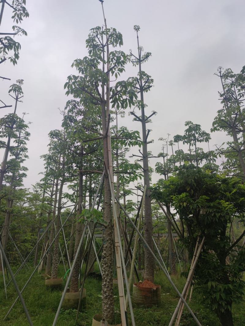木棉欢迎来现场看货《保障质量》《薄利多销》提供服务