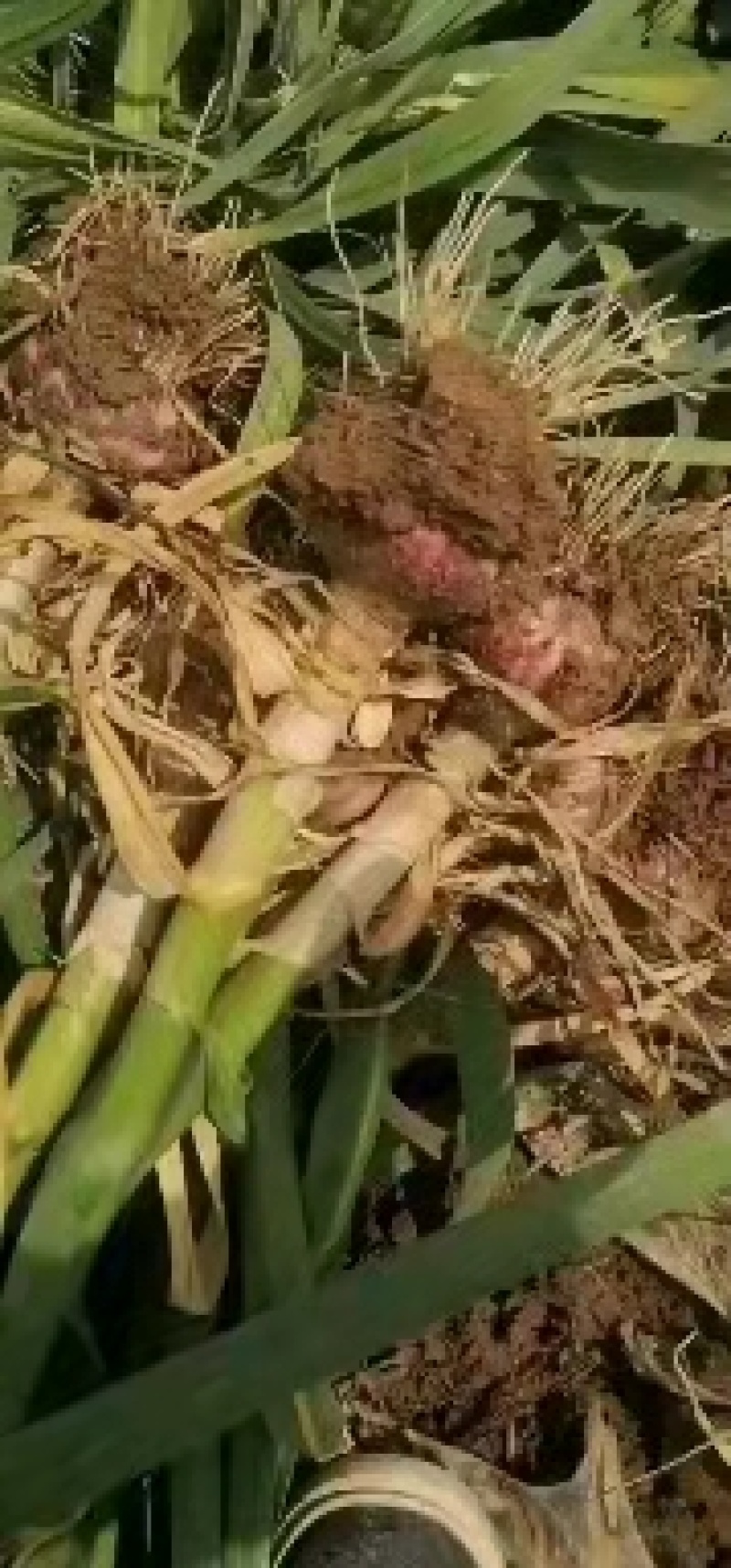 开封大蒜把子蒜大量上市产地直发直发一手货源