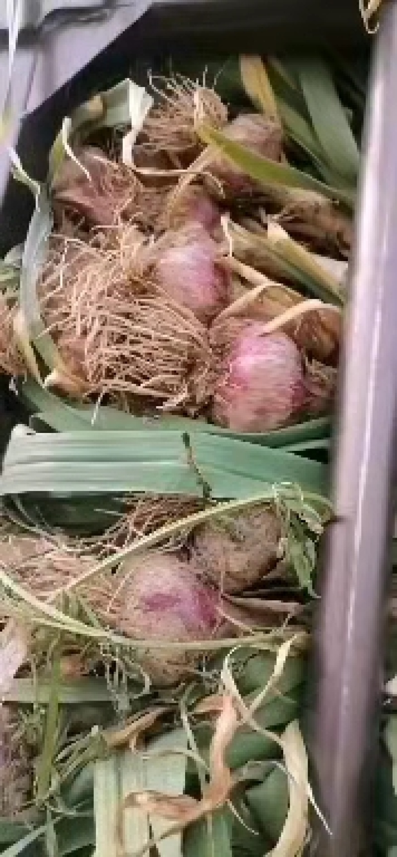 开封大蒜把子蒜大量上市产地直发直发一手货源