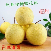 赵县雪花梨一手货源，型号齐全，价格优惠对接商超市场