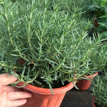 迷迭香绿植盆栽可食用四季常青室内植物净化空气防蚊驱