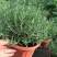 迷迭香绿植盆栽可食用四季常青室内植物净化空气防蚊驱