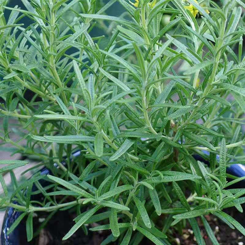 迷迭香绿植盆栽可食用四季常青室内植物净化空气防蚊驱